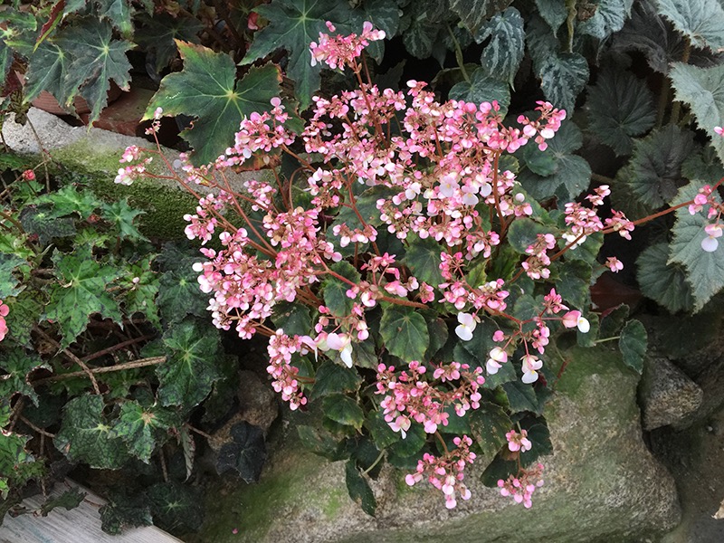 B. ‘Liz Herndon’